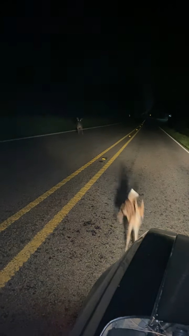 鹿の親子が道路を横断していたので、停車して待っていたら・・、子ジカが驚きの行動に！！