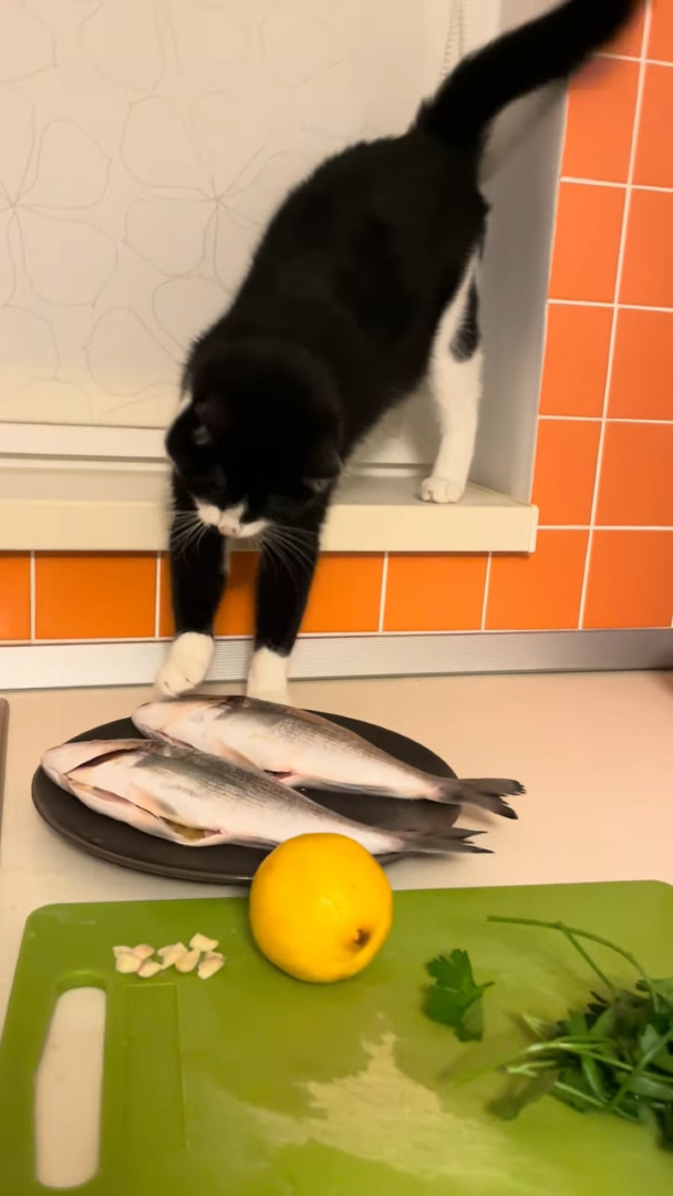 バレバレすぎる！料理中に、猫が魚を狙って堂々と犯行に及びました！！【海外・動画】