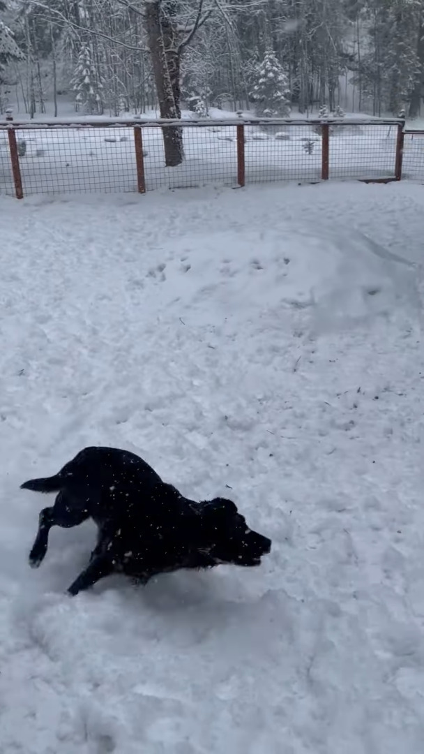 「元気に走り回るあの子たちは誰？」雪が降る中、シカたちが足を止めてジーッと見つめていたのは・・【アメリカ・動画】