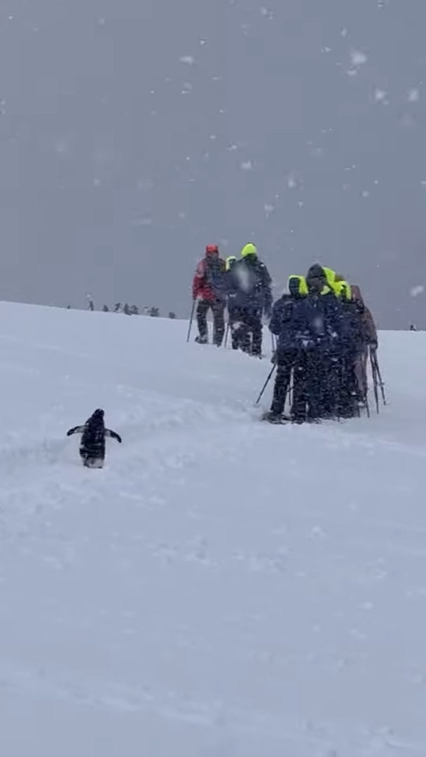 南極の雪原をスノーシューで探検するツアー客。そのあとを「一緒に連れてって」と追いかける一羽のペンギンの姿が！！