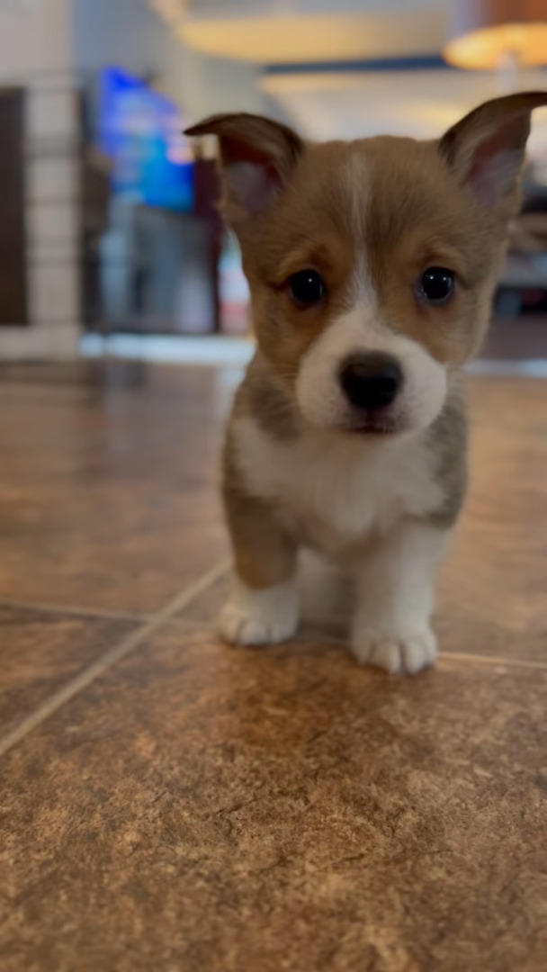 コーギーの子犬はカメラが気になる？かわいい足音を立てながらやってくる姿の癒やし力が高すぎる！！【アメリカ・動画】