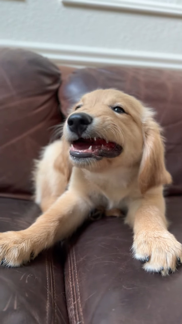 イチゴを頬張るゴールデンレトリバーの子犬。味わうようにちょっとずつモグモグする姿がかわいすぎ！！【アメリカ・動画】