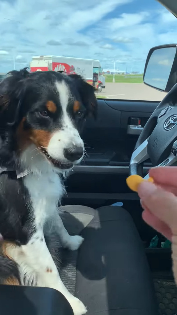 大喜びでおやつに飛びつく愛犬。ところがお口に合わなかったようで・・、分かりやすすぎるリアクションを見せました