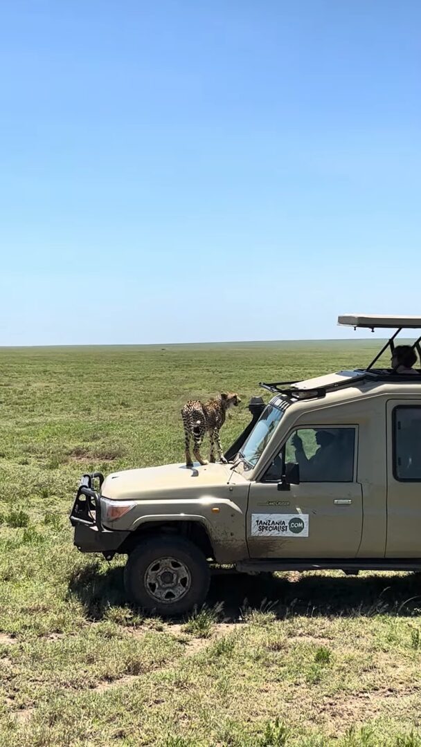 サファリツアー中の車のボンネットにチーターが！しかもさらに驚きの行動に！！