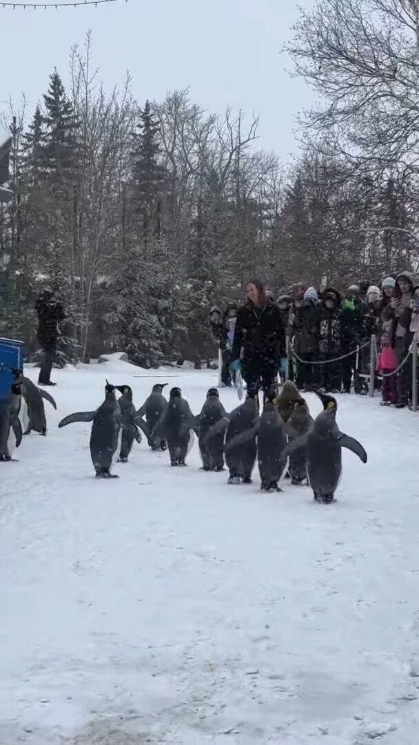 よちよち歩きで行進するキングペンギンたち。かわいい行列の中にはモフモフ赤ちゃんの姿も！！【海外・動画】