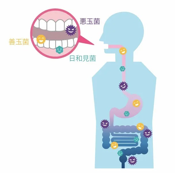 「腸活」の盲点は口腔ケア　お口の中の悪玉菌が腸内環境に影響