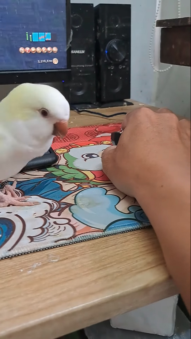 ゲームをしたい飼い主さんVSかまってほしいインコ。その攻防がなんだかとても微笑ましい【海外・動画】