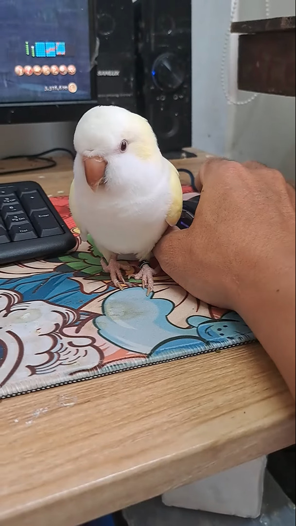 ゲームをしたい飼い主さんVSかまってほしいインコ。その攻防がなんだかとても微笑ましい【海外・動画】