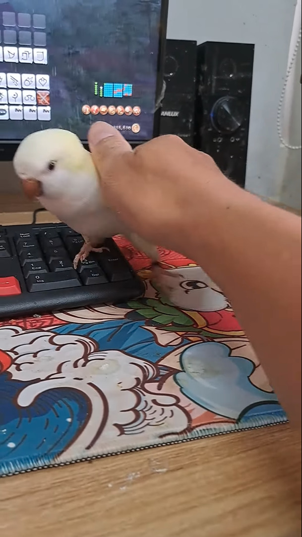 ゲームをしたい飼い主さんVSかまってほしいインコ。その攻防がなんだかとても微笑ましい【海外・動画】