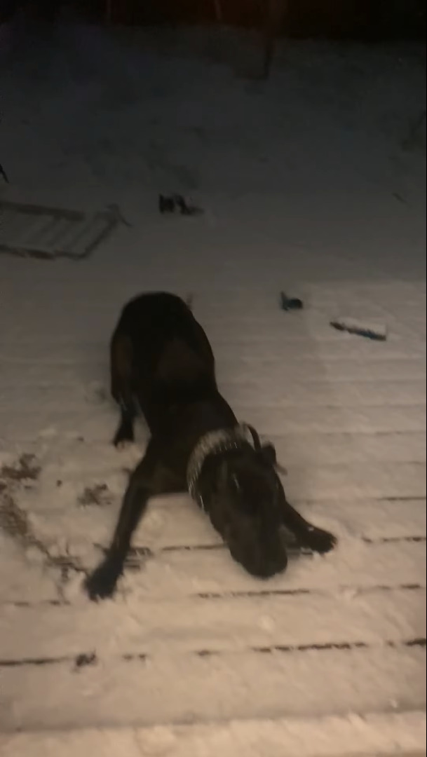 飼い主さんに呼ばれて外に出た愛犬は大喜び！なんと、雪が積もっているではないですか！！【海外・動画】