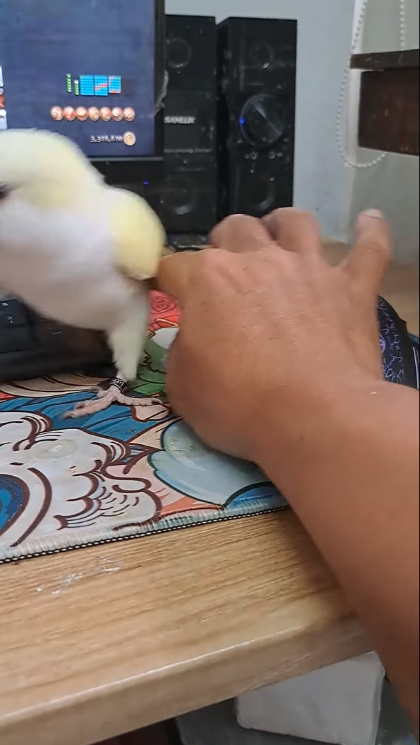 ゲームをしたい飼い主さんVSかまってほしいインコ。その攻防がなんだかとても微笑ましい【海外・動画】