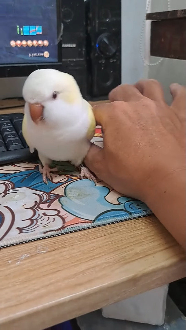 ゲームをしたい飼い主さんVSかまってほしいインコ。その攻防がなんだかとても微笑ましい【海外・動画】