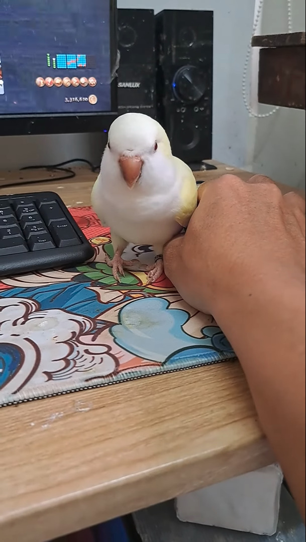 ゲームをしたい飼い主さんVSかまってほしいインコ。その攻防がなんだかとても微笑ましい【海外・動画】