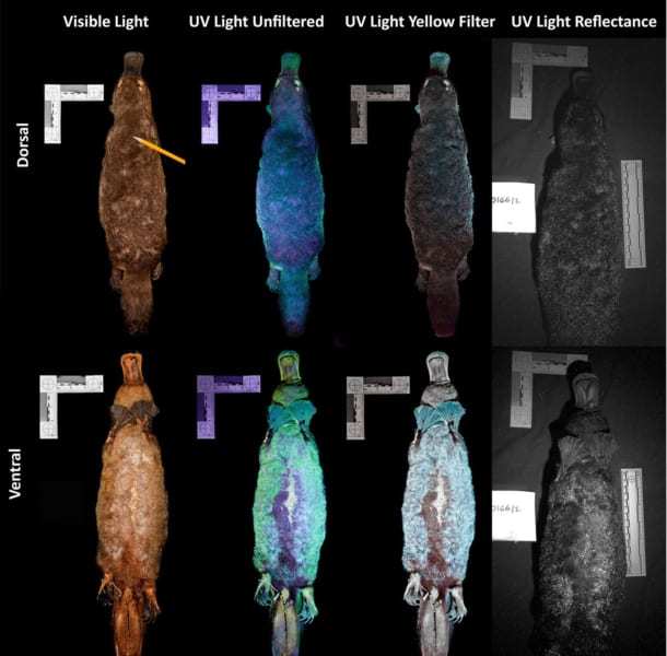 カモノハシに紫外線を当てると”シアン色に発光する”特性を発見！「光る哺乳類」の目的とは？