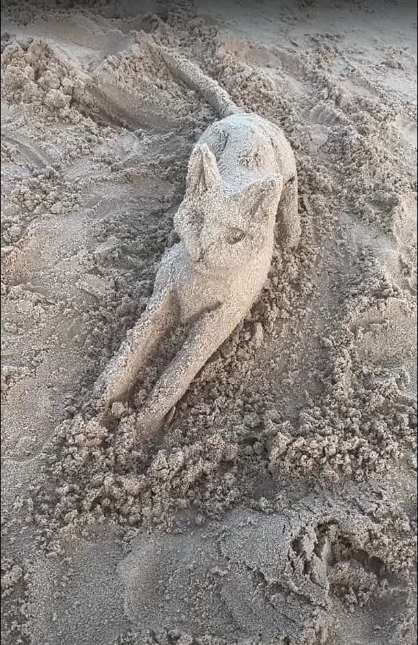 リアルすぎて勘違いした？ビーチにはとっても精巧な猫の砂の像が！！この像を見た犬のリアクションは・・！！【海外・動画】