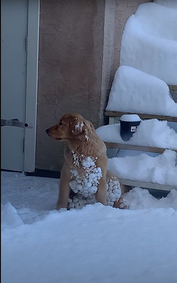 楽しくいっぱい遊んだ証だね！？雪の中元気に走り回ったゴールデンレトリバーの子犬。お家に戻ったこの子の体にはたくさんの雪玉が！！