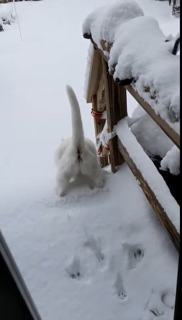 雪へ飛び込むのが初挑戦の猫。お家の外へと飛び出し庭へと駆け出るも・・・、寒すぎて外にいるのは無理だったようです