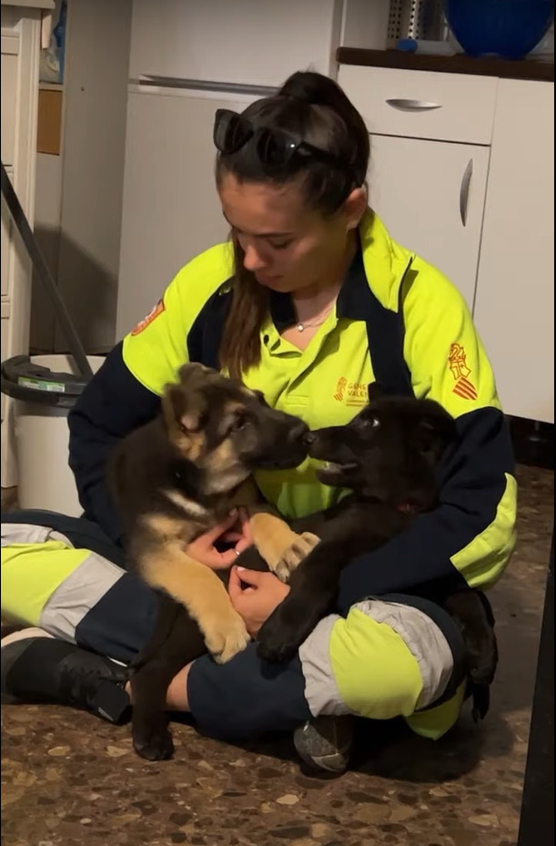 子犬たちはママさんが大好き！抱っこしてくれているママさんをめぐって、お膝の上で勝負中？【海外・動画】