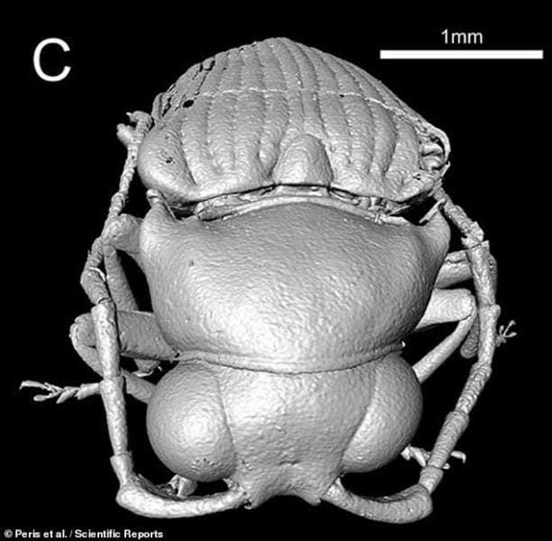 “琥珀から見つかった9900万年前のナゾの甲虫”の正体が3D復元により暴かれる！ 日本のコメツキムシの祖先の可能性（ミャンマー）