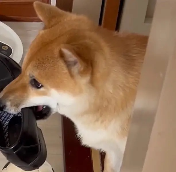 「やばい……見つかった……」　飼い主の検問に引っかかった柴犬