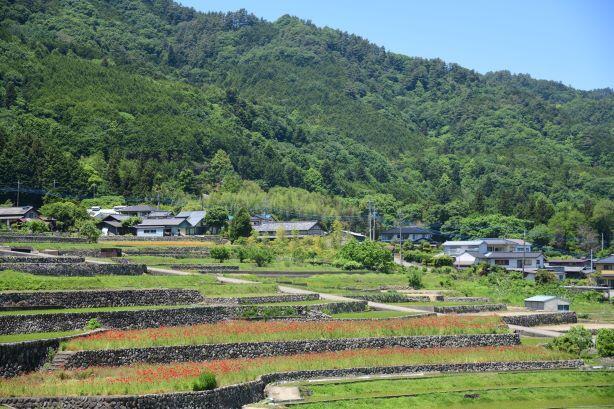 （南アルプス市）富士山が見える絶景の棚田と銘菓清月のイタリアンロール