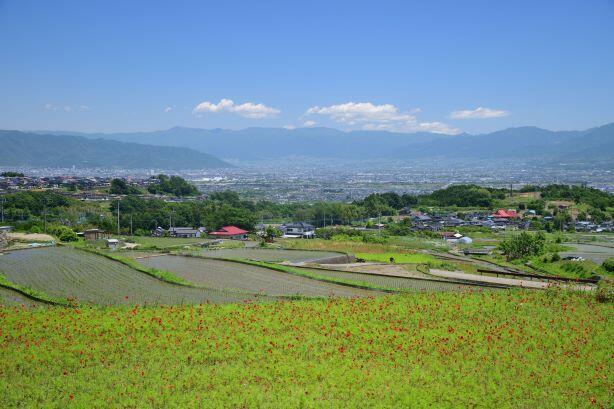 （南アルプス市）富士山が見える絶景の棚田と銘菓清月のイタリアンロール