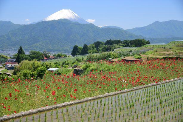 （南アルプス市）富士山が見える絶景の棚田と銘菓清月のイタリアンロール