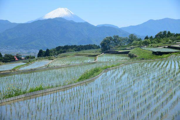 （南アルプス市）富士山が見える絶景の棚田と銘菓清月のイタリアンロール