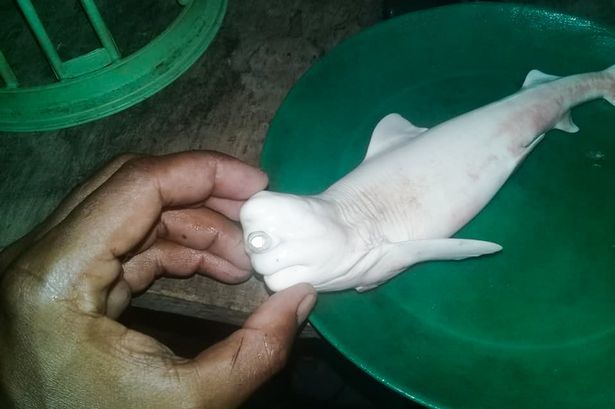 世にも奇妙な「一つ目のアルビノサメ」が発見される！ 海水温の上昇が奇形症の原因か（インドネシア）