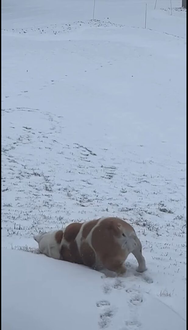 雪を満喫するフレンチブルドッグ。丘の上でゴロリと寝転んで・・、そのまま滑りおりていく～！！【アメリカ・動画】