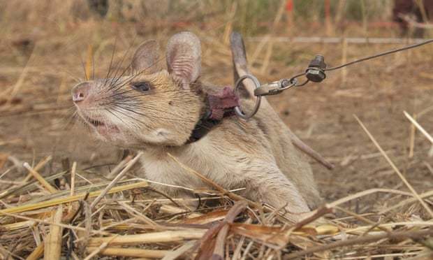 地雷探知で人命を救った「英雄ネズミ」が最高賞の金メダルを受賞！