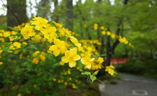 春に咲くヤマブキ、その花言葉は金運!ヤマブキとお金にはなにか関係があるの?