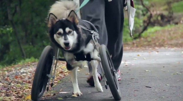 3Dプリンターの義足が犬のダービーに走る喜びを与えてくれた素敵なお話し