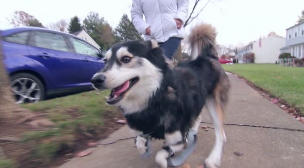 3Dプリンターの義足が犬のダービーに走る喜びを与えてくれた素敵なお話し