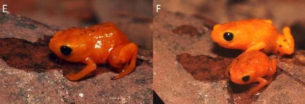 ネオングリーンに蛍光し体長が1cmで、カボチャみたいな新種のカエルがかわいすぎる