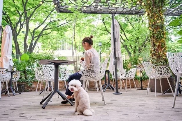 平日テラス限定!愛犬の写真がプリントされたカフェラテ付「ドッグウェルカムプラン」が新登場