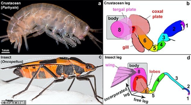 昆虫がどうやってハネを手に入れたのか、ついに解明！「甲殻類の足」が起源