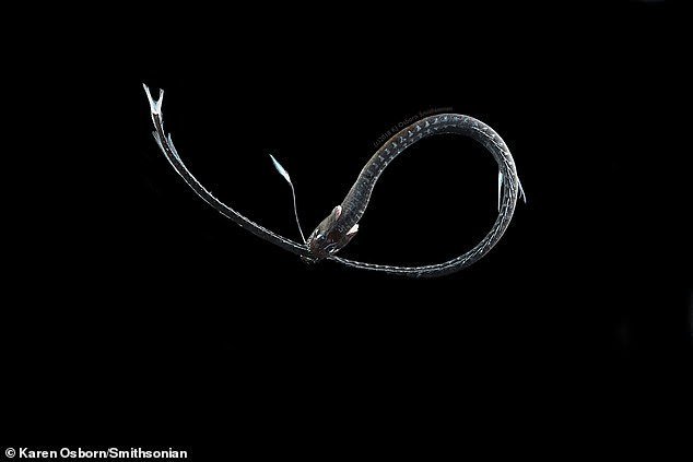 最も黒い深海魚は、光の吸収率が「99.96%」に達すると判明！　ベンタブラックとほぼ同じ黒さ