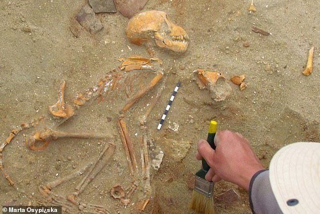 ヒトの子どもに見える「2000年前のサルの遺骨」をエジプトで発見！ペットとしてインドから輸入されていた
