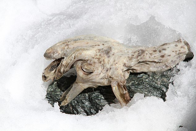 アルプスの氷河が溶け出し「400年前のヤギのミイラ」が露出！体毛がなく”革のような皮膚”に驚き