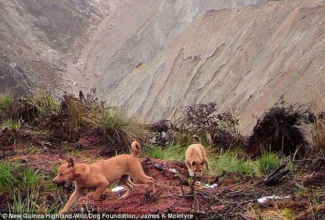 サイレンのような遠吠え。絶滅したはずの「ニューギニアの歌う犬」が約50年ぶりに野生で確認される