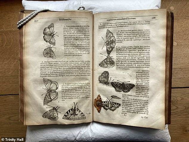 「約400年前の蝶」の”押し花”がイギリス初の昆虫書から見つかる！（ケンブリッジ大学）