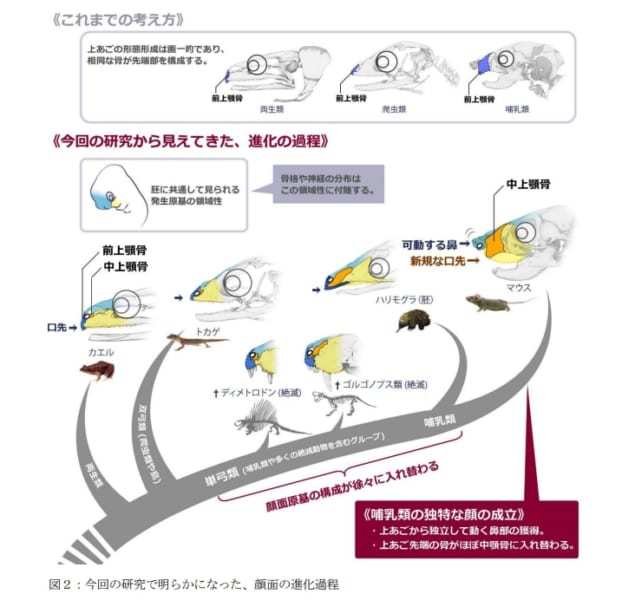 哺乳類の鼻は「祖先の上アゴ」から進化したと明らかに