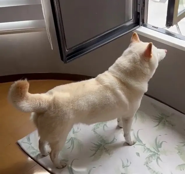 暑ッ！ゆっくり下がっていく柴犬の尻尾に爆笑