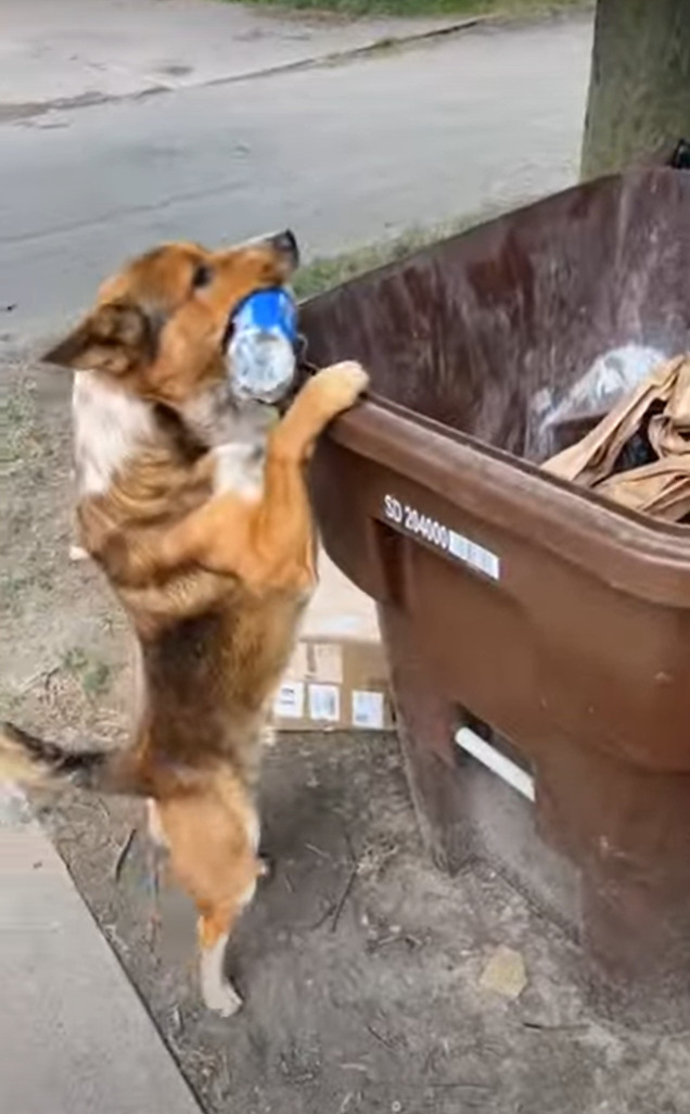 お手伝いでごみ捨てをしてくれる愛犬。一度目はペットボトルを口から放してしまいましたが・・、二度目は成功なるのでしょうか！？【海外・動画】