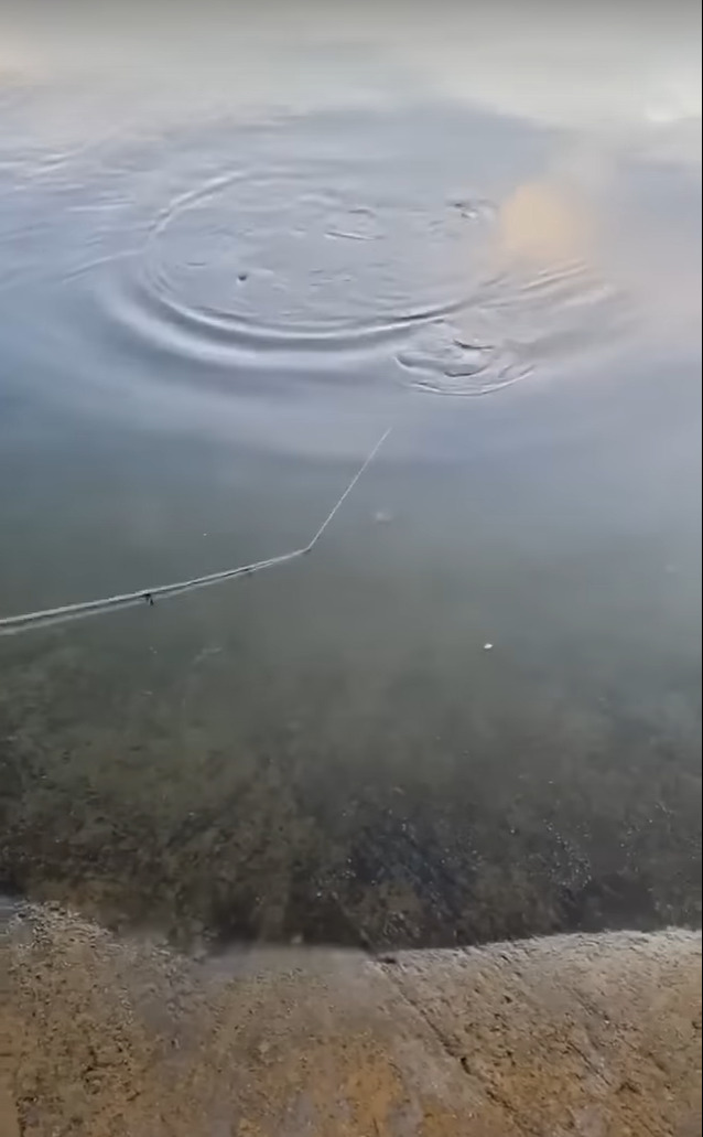 釣り人もビックリ！釣りをしていたら大量の小魚が波打ち際に！！一体なぜ？