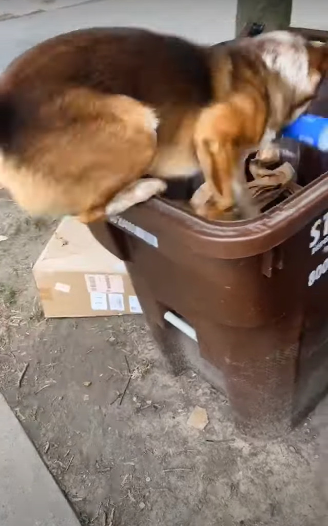 お手伝いでごみ捨てをしてくれる愛犬。一度目はペットボトルを口から放してしまいましたが・・、二度目は成功なるのでしょうか！？【海外・動画】