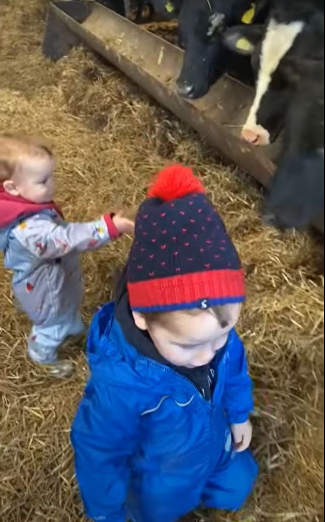 牛小屋を訪れた赤ちゃんたち。手を伸ばして挨拶してくれたお礼とばかりに牛が赤ちゃんの頭をペロリとひと舐めするのですが・・・