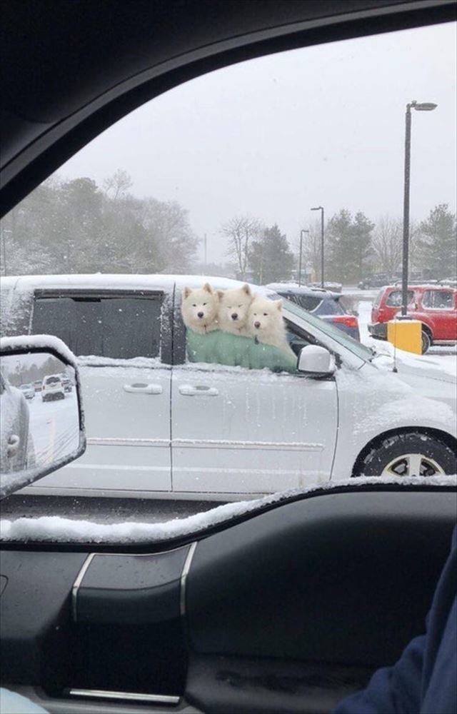 凍えるような吹雪の日に隣の車を見たらホッとあたたまる可愛すぎる光景が！