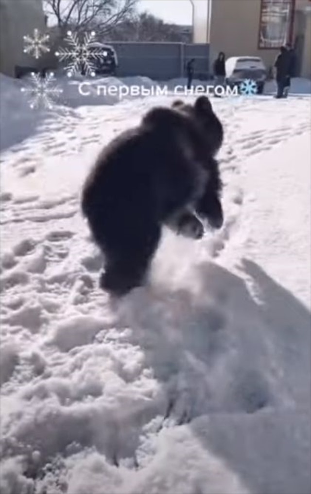 初めての雪に大興奮！雪の上ではしゃいでジャンプしているのは・・・かわいいクマの赤ちゃん！！